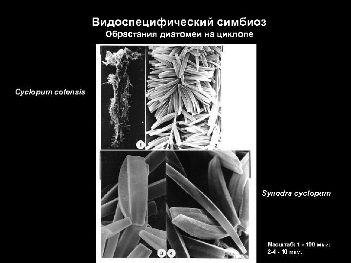Видоспецифический симбиоз Обрастания диатомеи на циклопе Cyclopum colensis Synedra cyclopum Масштаб: 1 - 100
