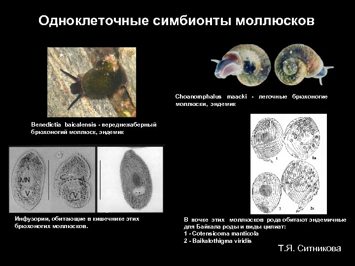 Одноклеточные симбионты моллюсков Choanomphalus maacki - легочные брюхоногие моллюски, эндемик Benedictia baicalensis - переднежаберный