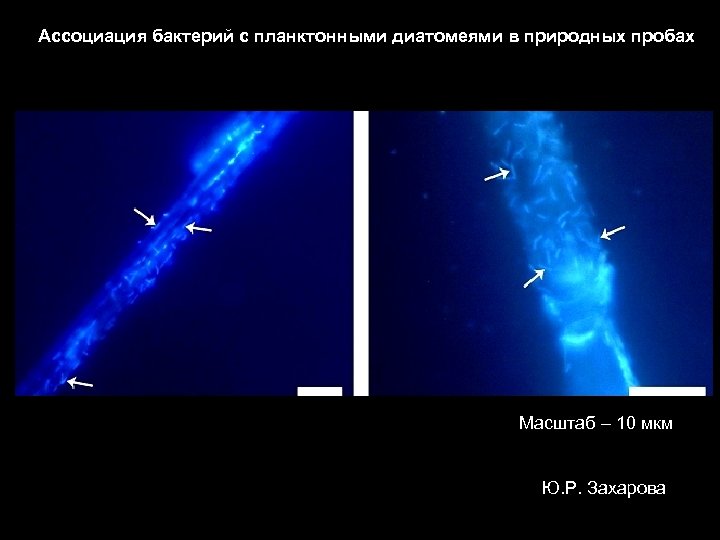 Ассоциация бактерий с планктонными диатомеями в природных пробах Масштаб – 10 мкм Ю. Р.