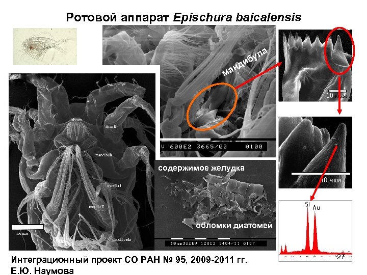 Ротовой аппарат Epischura baicalensis л бу ди а н ма содержимое желудка обломки диатомей