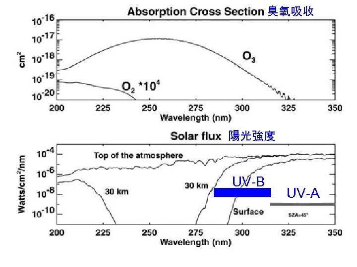 臭氧吸收 陽光強度 UV-B UV-A 7 