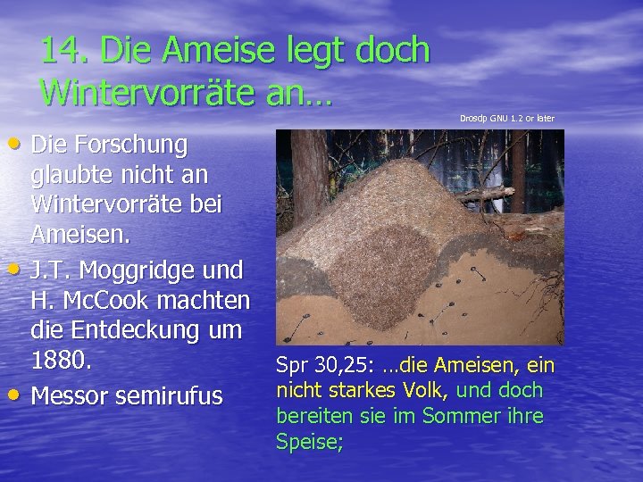 14. Die Ameise legt doch Wintervorräte an… • Die Forschung • • Drosdp GNU