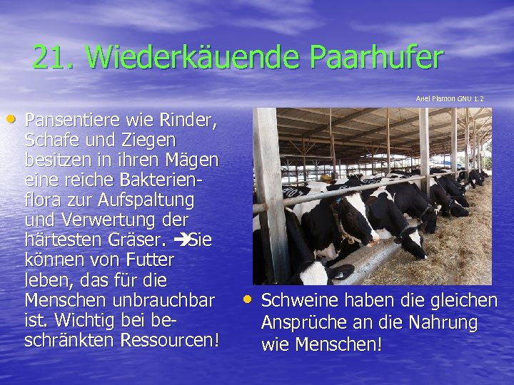 21. Wiederkäuende Paarhufer Ariel Plamon GNU 1. 2 • Pansentiere wie Rinder, Schafe und