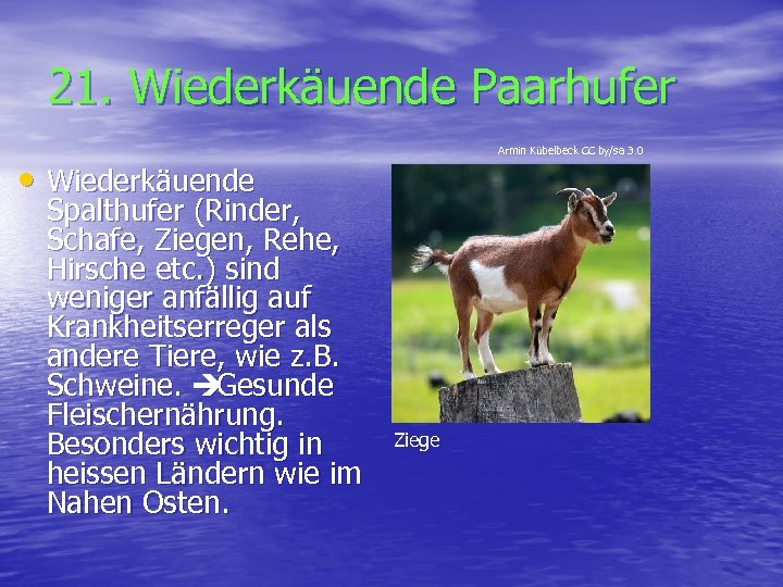 21. Wiederkäuende Paarhufer Armin Kübelbeck CC by/sa 3. 0 • Wiederkäuende Spalthufer (Rinder, Schafe,