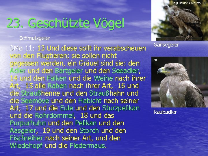 Jörg Hempel CC by/sa 3. 0 23. Geschützte Vögel Schmutzgeier 3 Mo 11: 13