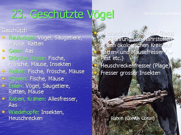 23. Geschützte Vögel Geschützt: • Raubvögel: Vögel, Säugetiere, Mäuse, Ratten • Geier: Aas •