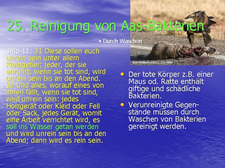 25. Reinigung von Aas-Bakterien • Durch Waschen 3 Mo 11: 31 Diese sollen euch