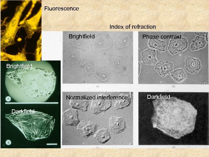 Fluorescence Index of refraction Brightfield Phase contrast Brightfield Normalized interference Darkfield 