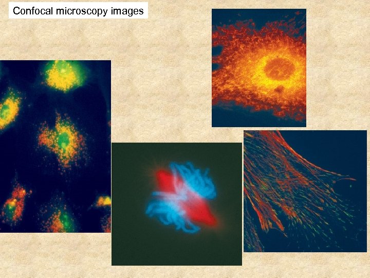 Confocal microscopy images 
