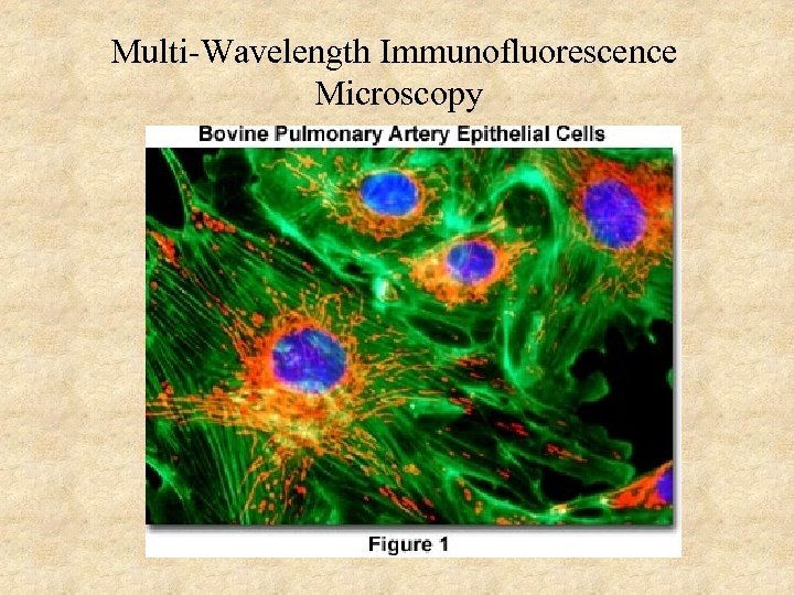 Multi-Wavelength Immunofluorescence Microscopy 