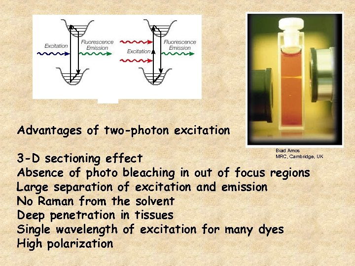 Advantages of two-photon excitation Brad Amos MRC, Cambridge, UK 3 -D sectioning effect Absence