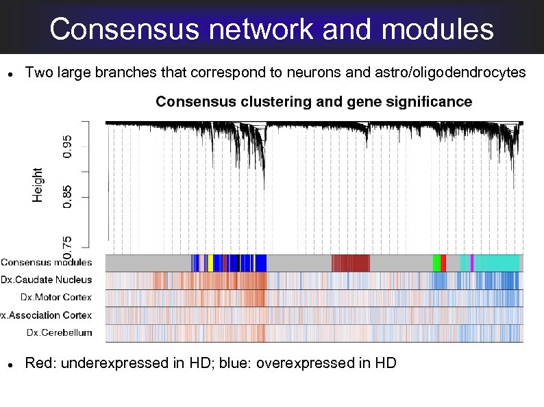 Consensus network and modules Two large branches that correspond to neurons and astro/oligodendrocytes Red:
