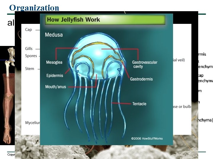 Organization all living things are organized Copyright © 2007 Pearson Education Inc. , publishing