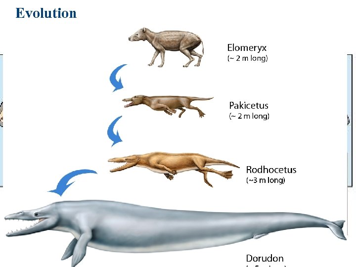 Evolution Copyright © 2007 Pearson Education Inc. , publishing as Pearson Benjamin Cummings 