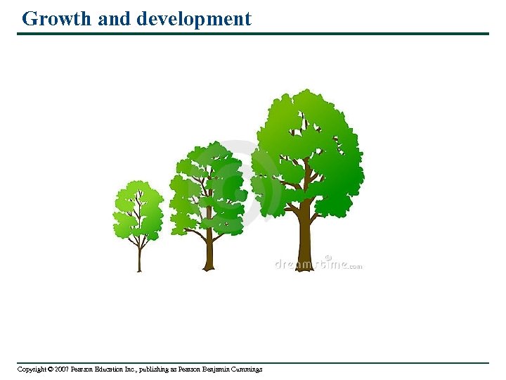 Growth and development Copyright © 2007 Pearson Education Inc. , publishing as Pearson Benjamin