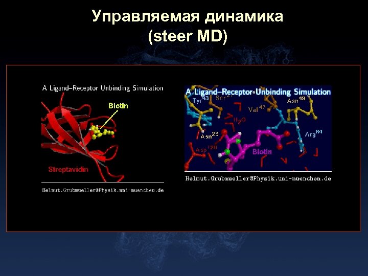 Управляемая динамика (steer MD) 