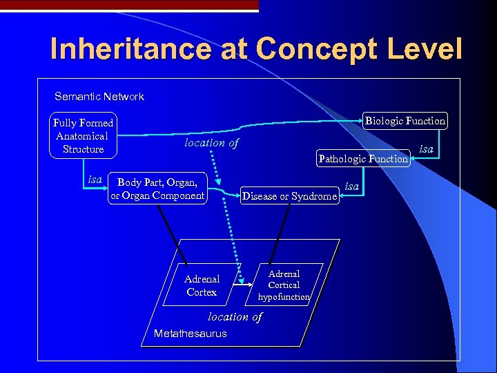 Inheritance at Concept Level Semantic Network Fully Formed Anatomical Structure isa Biologic Function location