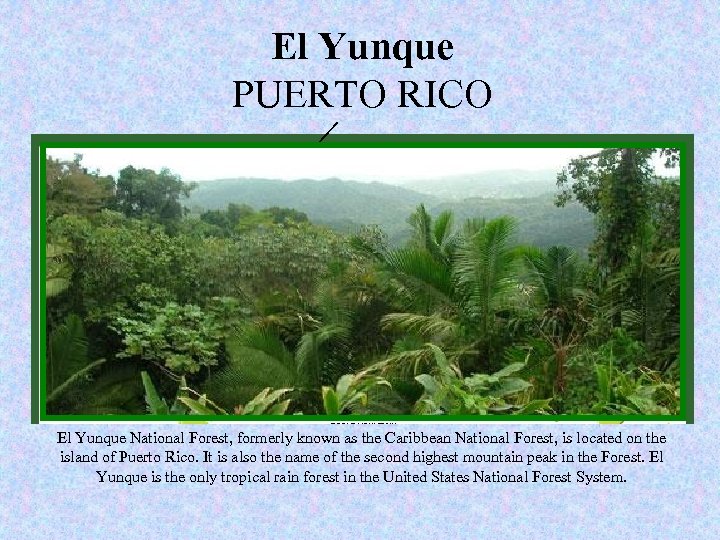 New El Yunque of seven wonders PUERTO RICO www. new 7 wonders. com Nature