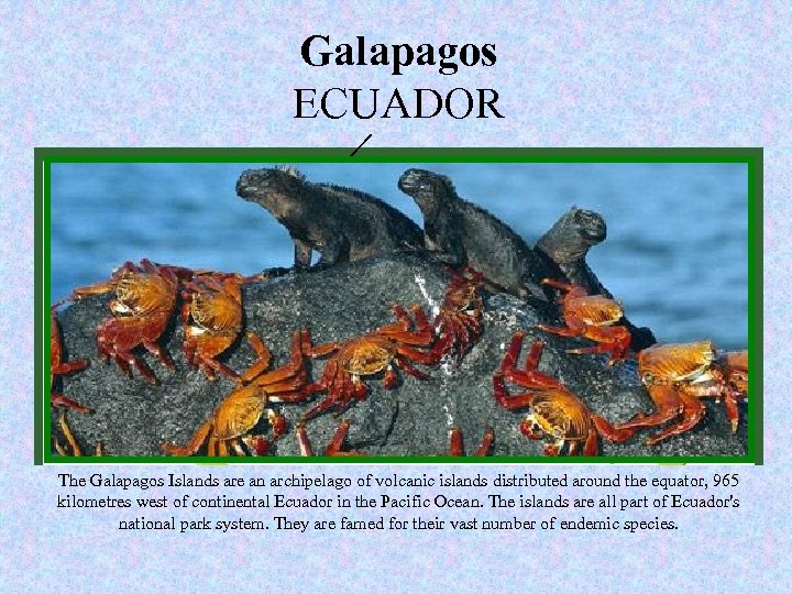 New Galapagos of seven wonders ECUADOR www. new 7 wonders. com Nature The Galapagos