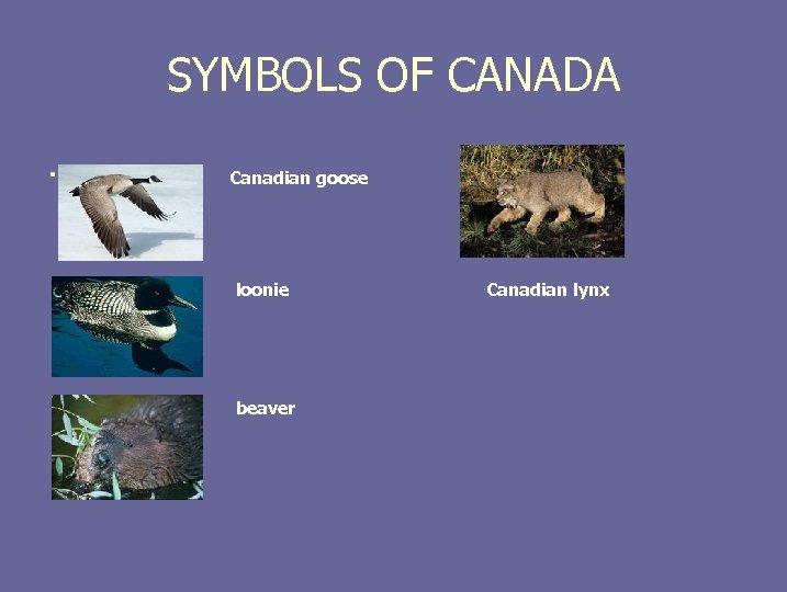 SYMBOLS OF CANADA. Canadian goose loonie beaver Canadian lynx 