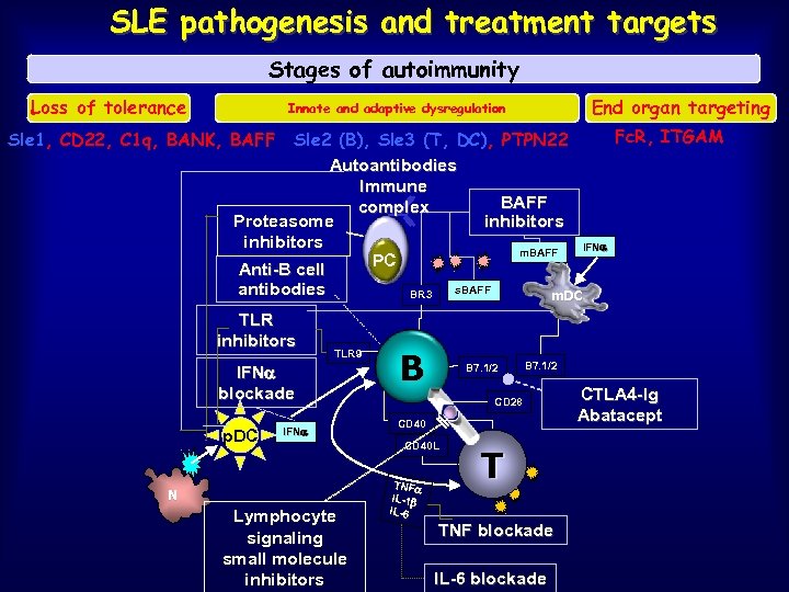 SLE pathogenesis and treatment targets Stages of autoimmunity Loss of tolerance End organ targeting