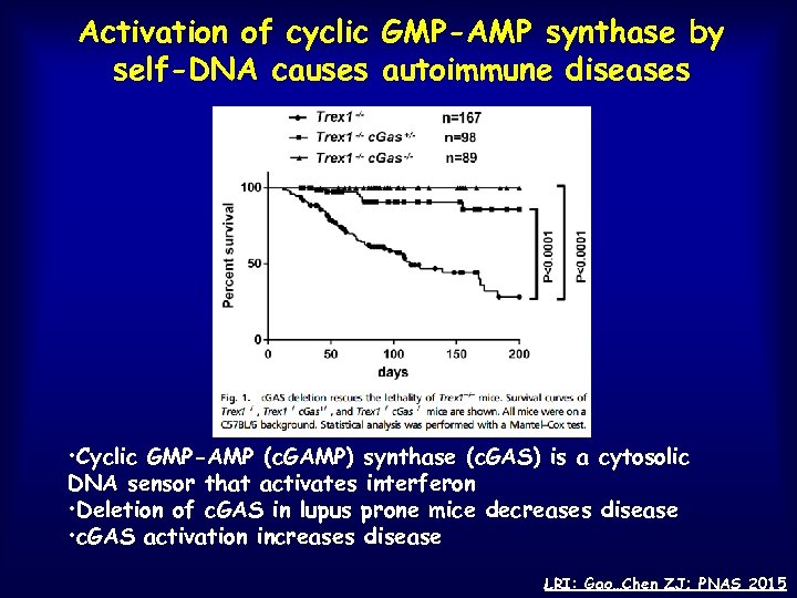 Activation of cyclic GMP-AMP synthase by self-DNA causes autoimmune diseases • Cyclic GMP-AMP (c.