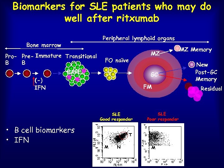 Biomarkers for SLE patients who may do well after ritxumab Peripheral lymphoid organs Bone