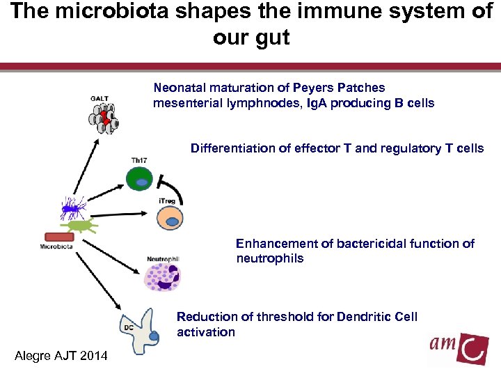 The microbiota shapes the immune system of our gut Neonatal maturation of Peyers Patches