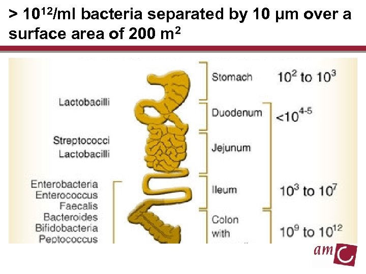 > 1012/ml bacteria separated by 10 μm over a surface area of 200 m