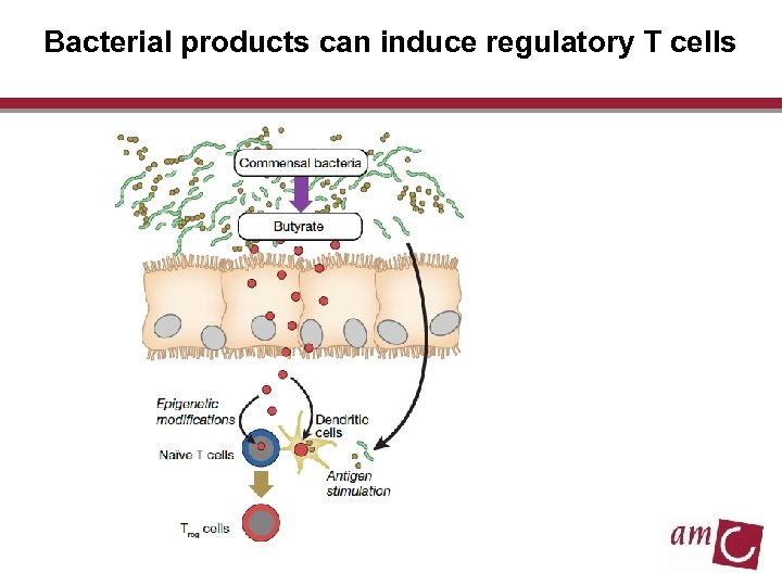 Bacterial products can induce regulatory T cells 