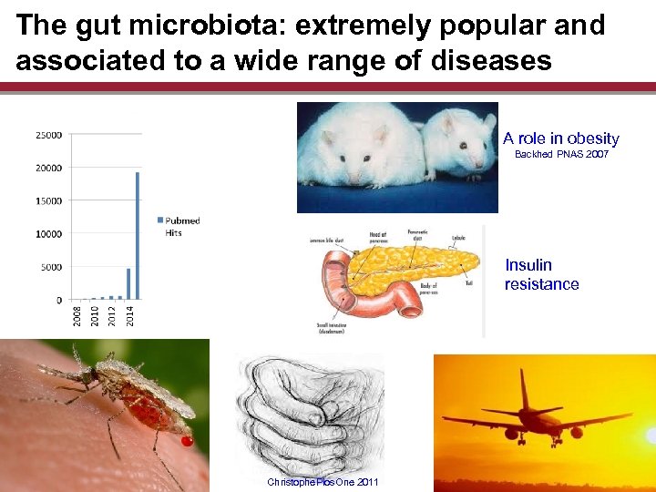The gut microbiota: extremely popular and associated to a wide range of diseases A