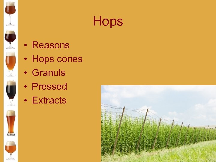 Hops • • • Reasons Hops cones Granuls Pressed Extracts 