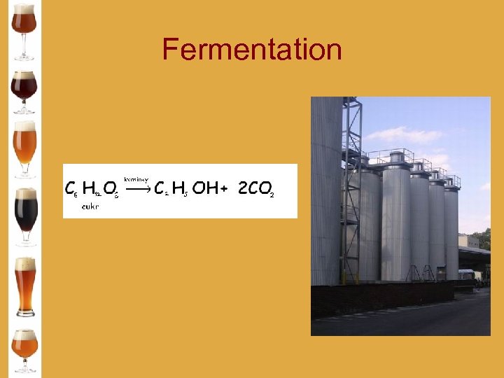 Fermentation 
