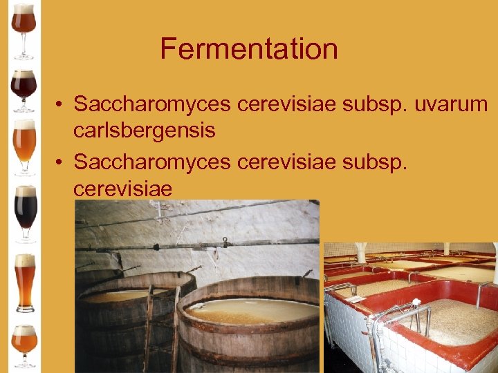 Fermentation • Saccharomyces cerevisiae subsp. uvarum carlsbergensis • Saccharomyces cerevisiae subsp. cerevisiae 