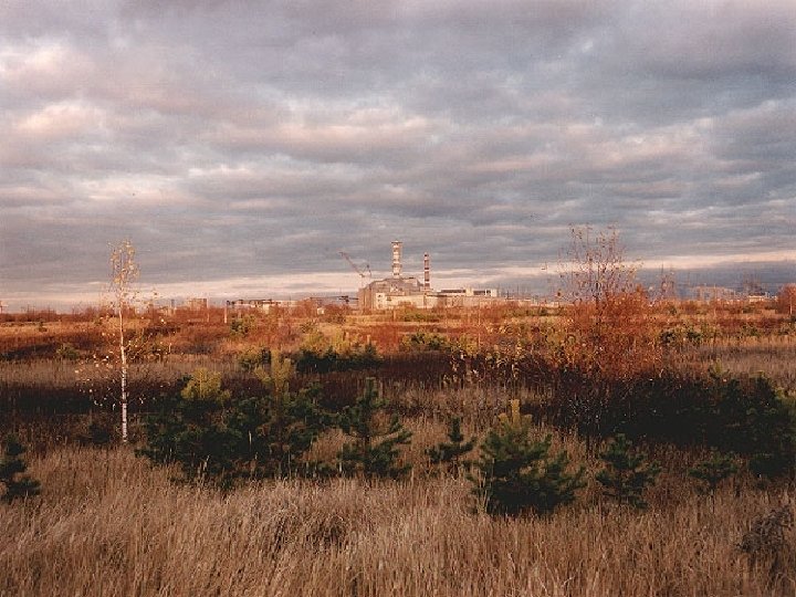 Рыжий лес в чернобыле фото 1986