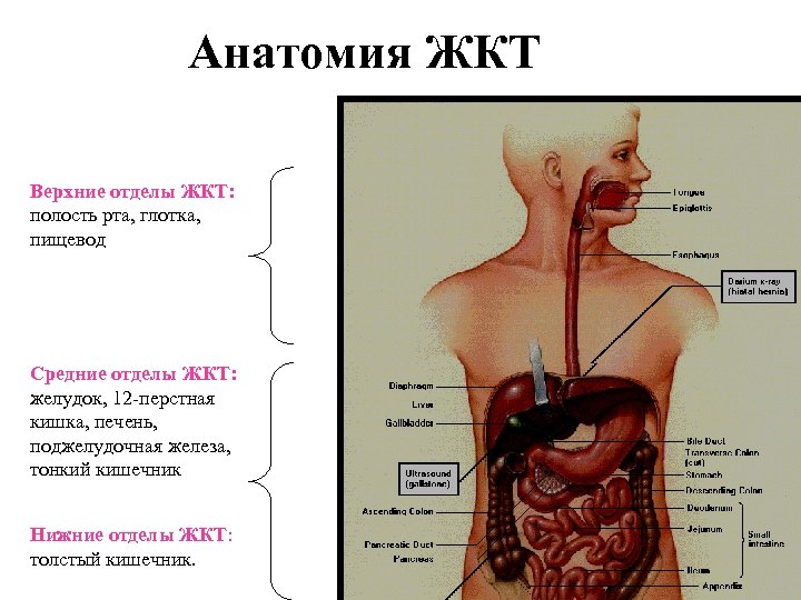 Анатомия ЖКТ Верхние отделы ЖКТ: полость рта, глотка, пищевод Средние отделы ЖКТ: желудок, 12