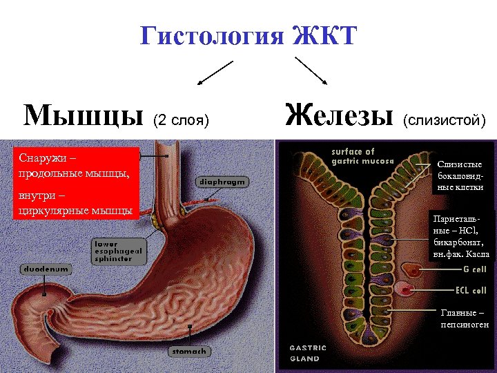 Гистология ЖКТ Мышцы (2 слоя) Снаружи – продольные мышцы, внутри – циркулярные мышцы Железы