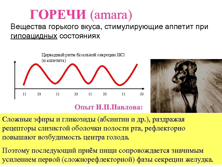 ГОРЕЧИ (amara) Вещества горького вкуса, стимулирующие аппетит при гипоацидных состояниях Циркадный ритм базальной секреции