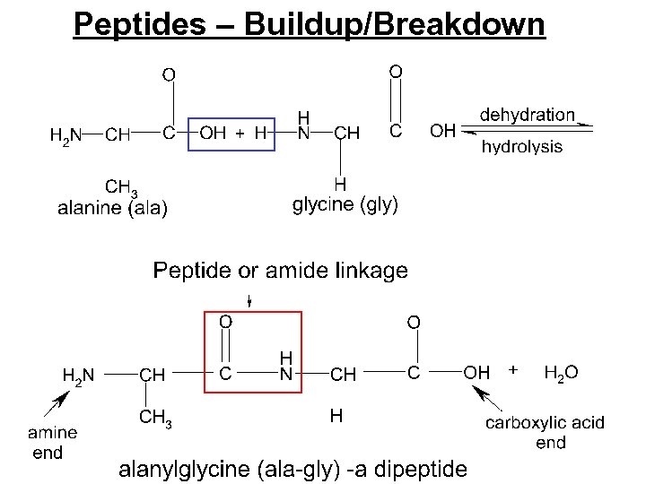 Peptides – Buildup/Breakdown 