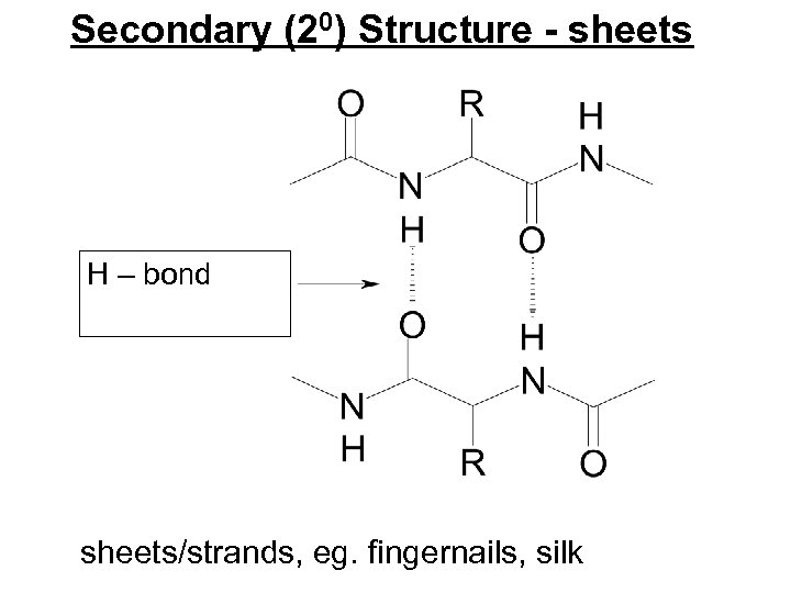 Secondary (20) Structure - sheets H – bond sheets/strands, eg. fingernails, silk 