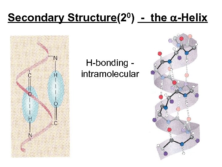 Secondary Structure(20) - the -Helix H-bonding intramolecular 