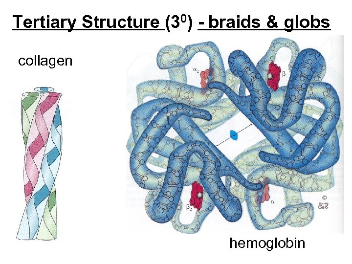 Tertiary Structure (30) - braids & globs collagen hemoglobin 