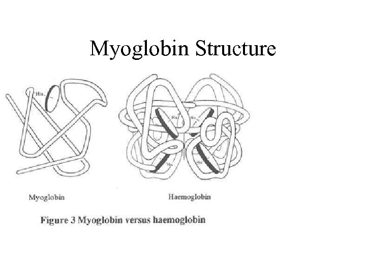 Myoglobin Structure 