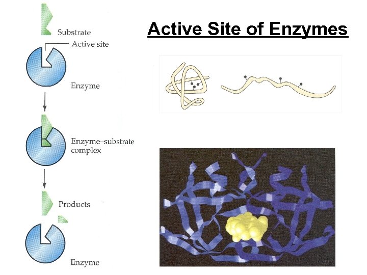 Active Site of Enzymes 