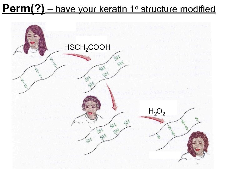 Perm(? ) – have your keratin 1 o structure modified HSCH 2 COOH H