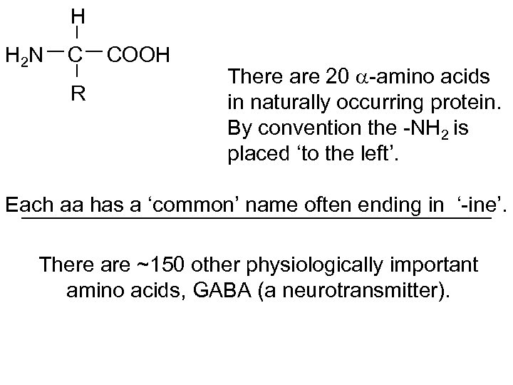  H H 2 N C COOH R There are 20 -amino acids in