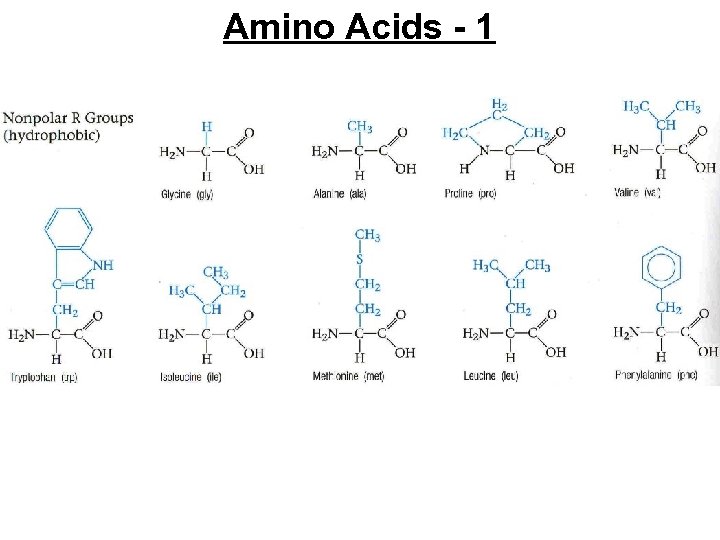 Amino Acids - 1 