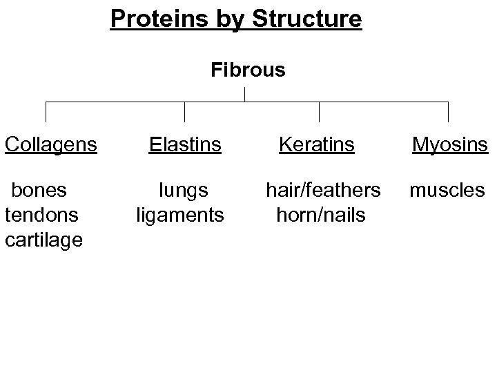 Proteins by Structure Fibrous Collagens Elastins Keratins Myosins bones lungs hair/feathers muscles tendons ligaments