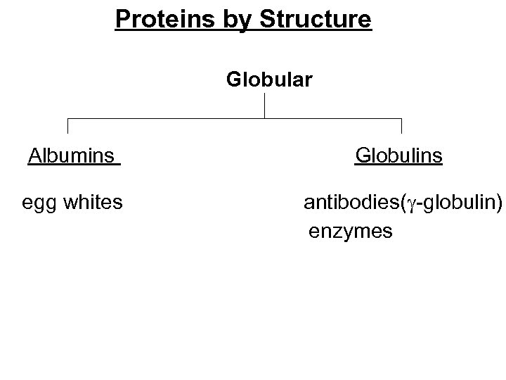 Proteins by Structure Globular Albumins Globulins egg whites antibodies( -globulin) enzymes 