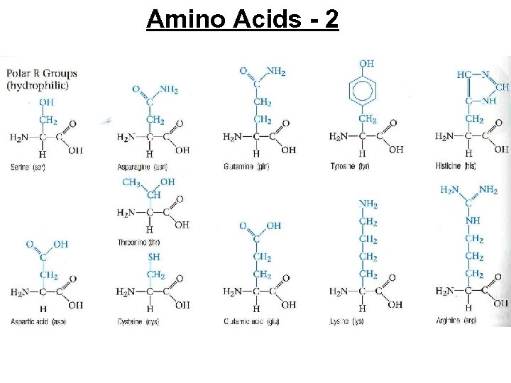 Amino Acids - 2 